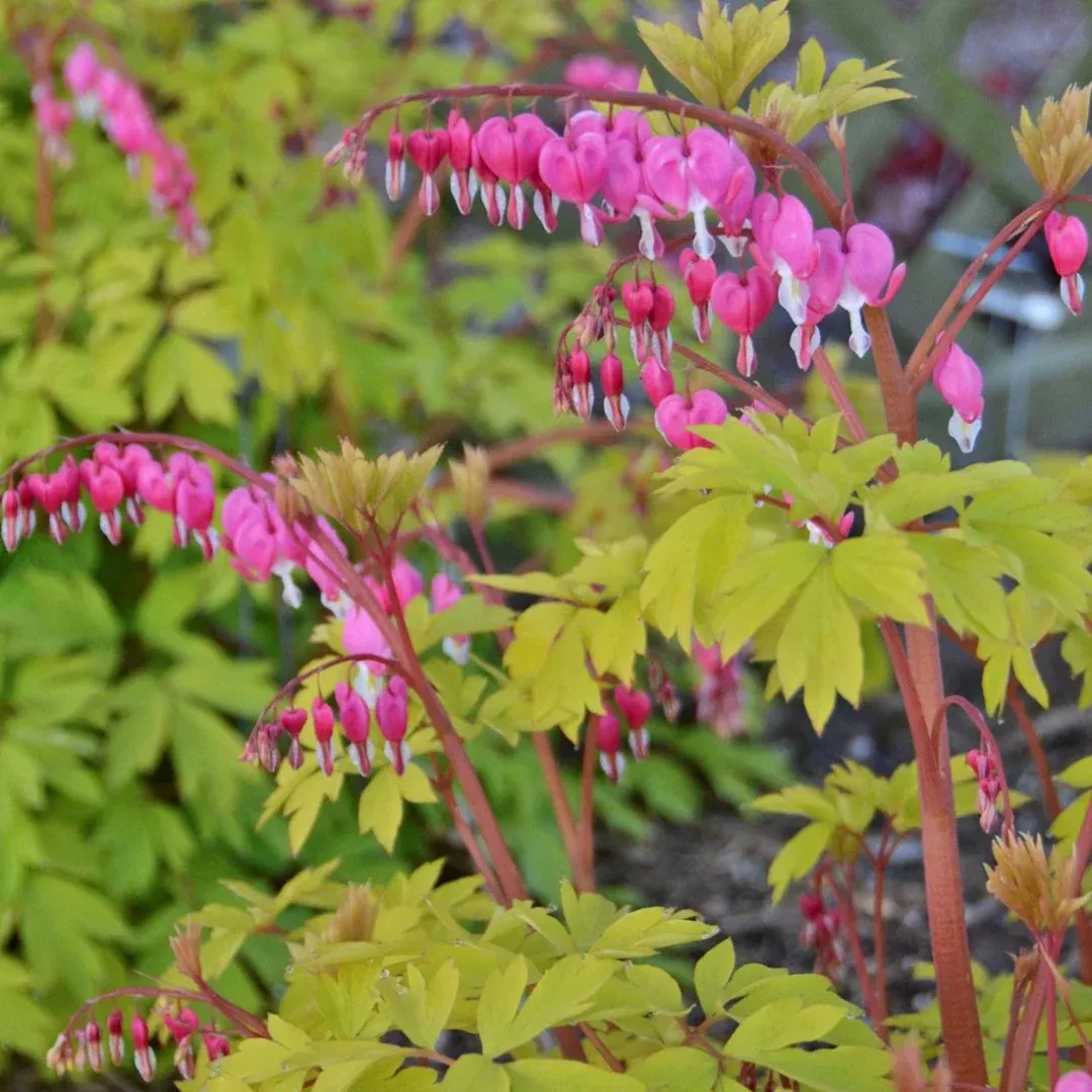 Dicentra spectabilis 'Gold Heart'[EG]