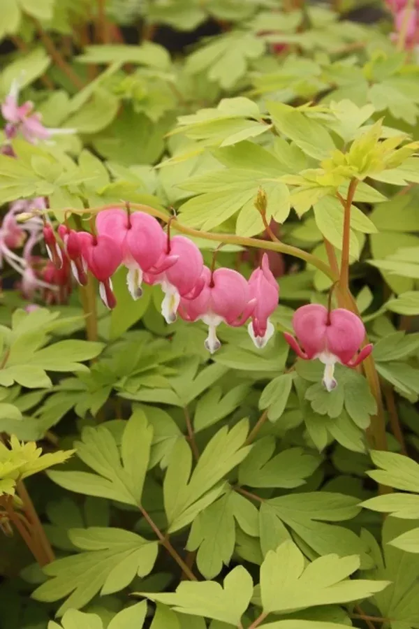 Dicentra spectabilis 'Gold Heart'