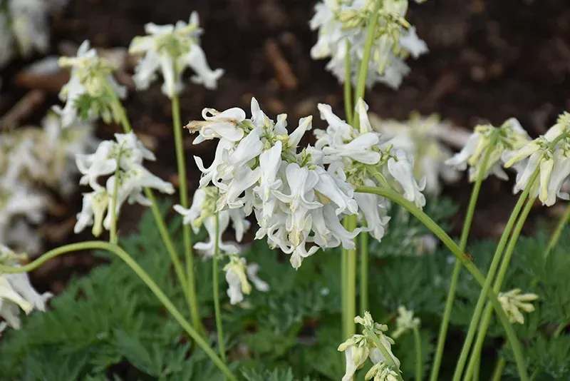 Dicentra 'White Diamonds' #1.5C