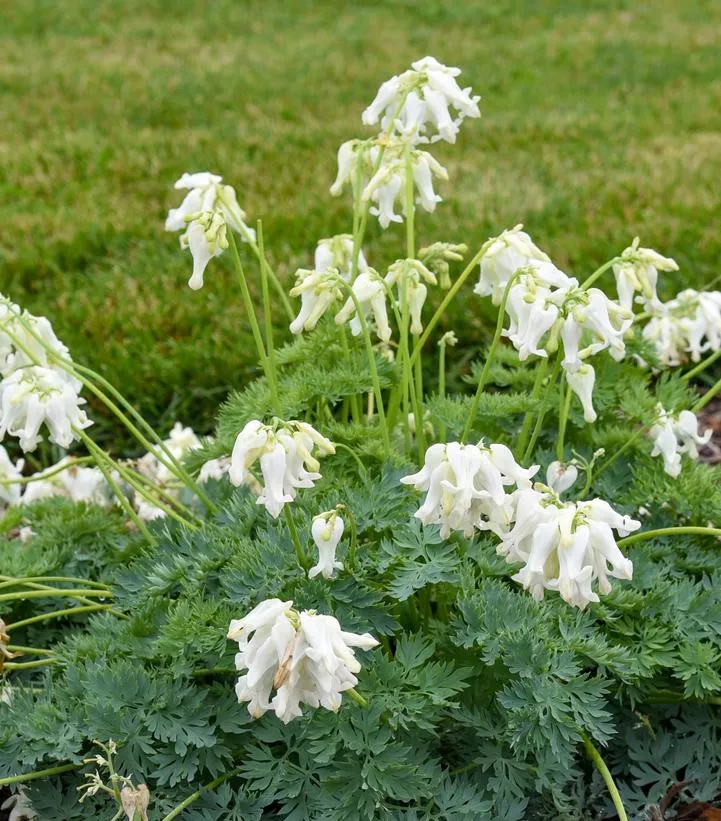 Dicentra 'White Diamonds'