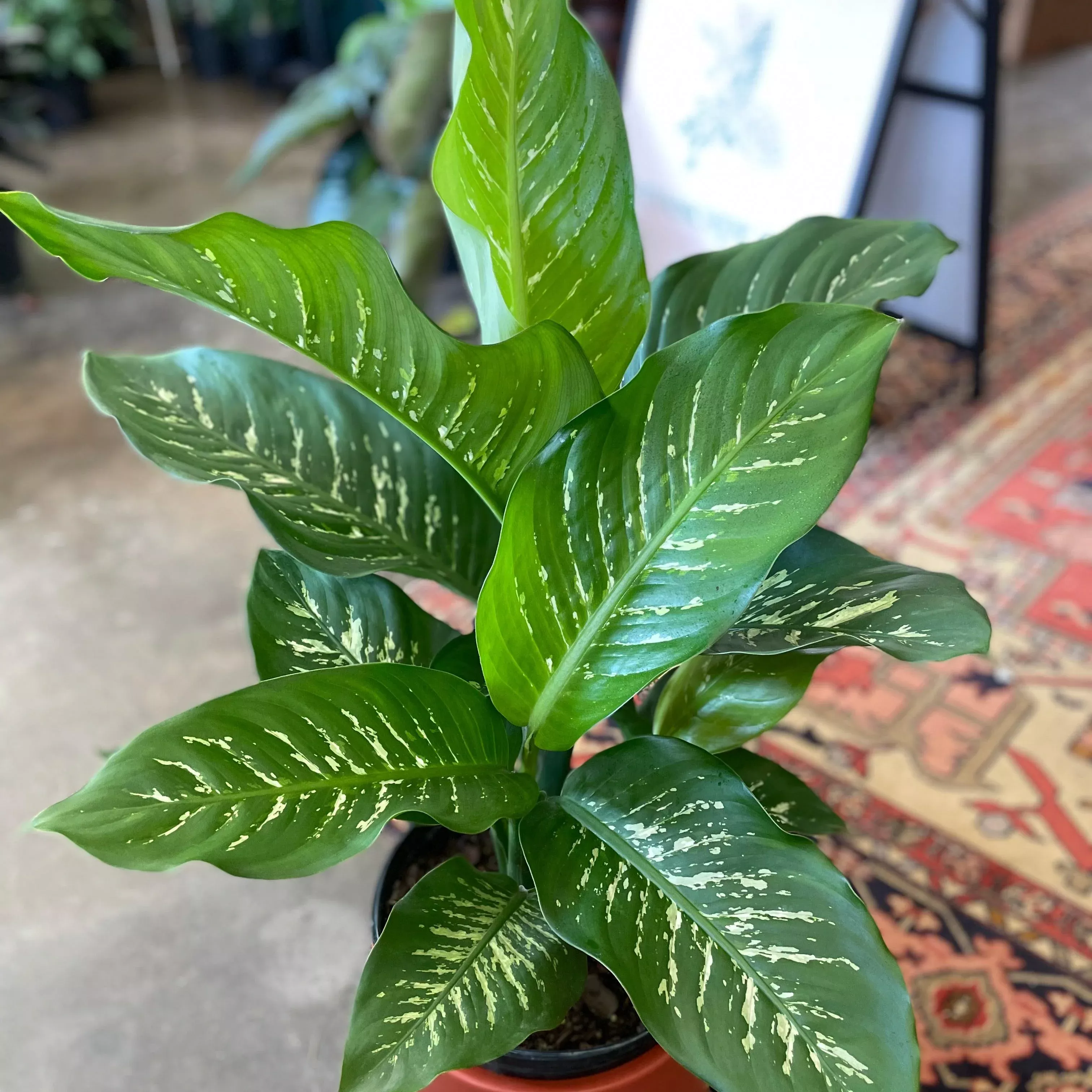 Dieffenbachia 'Tropic Snow'