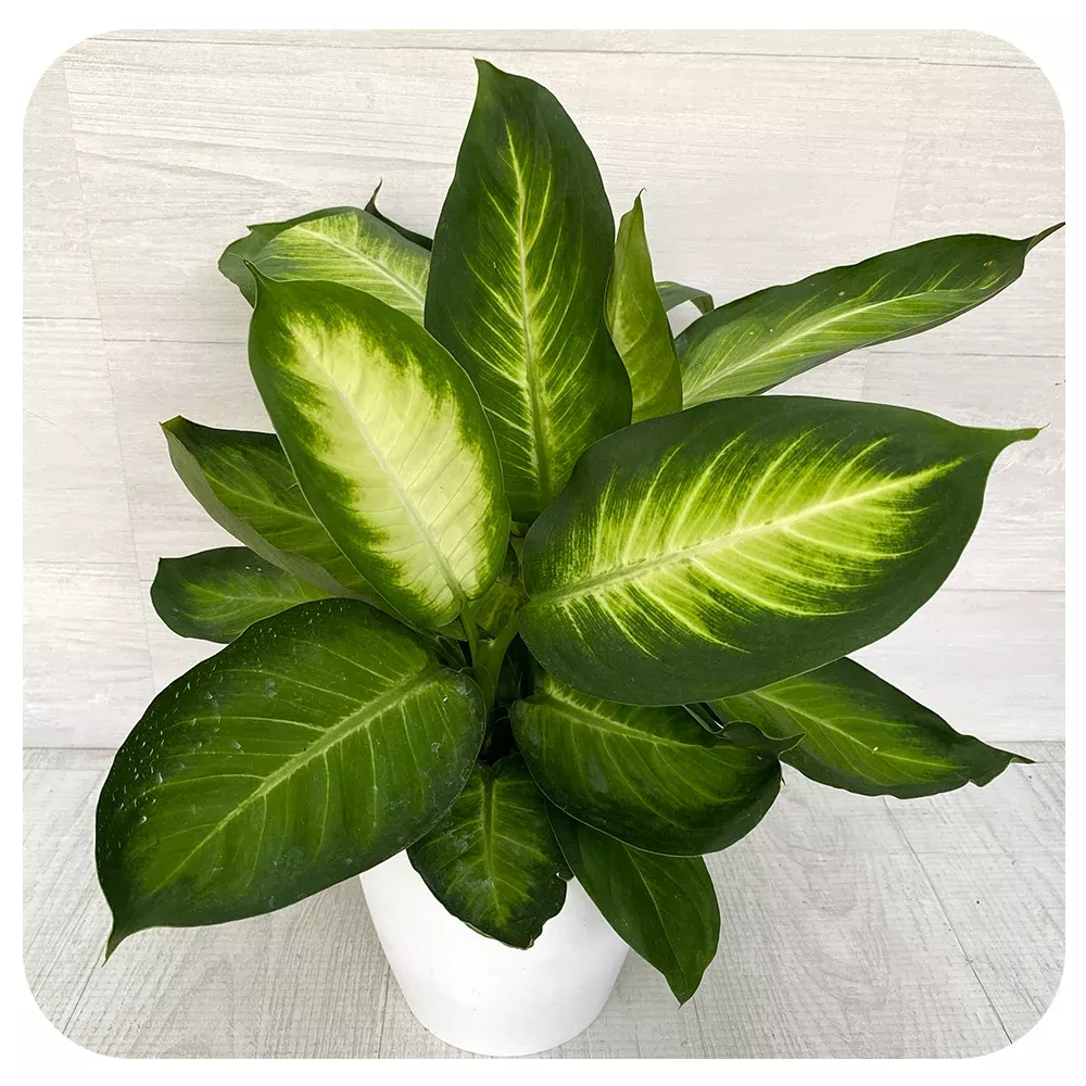 Dieffenbachia 'Tropical Marianne'