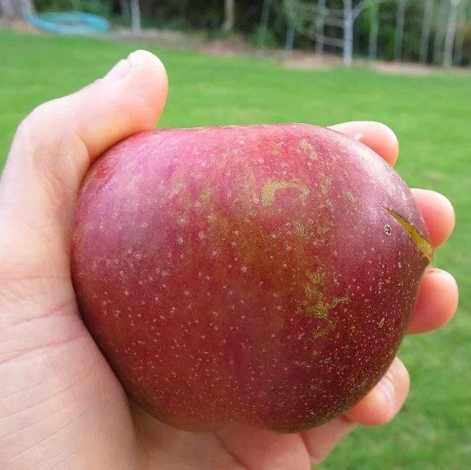 Dixie Red Apple