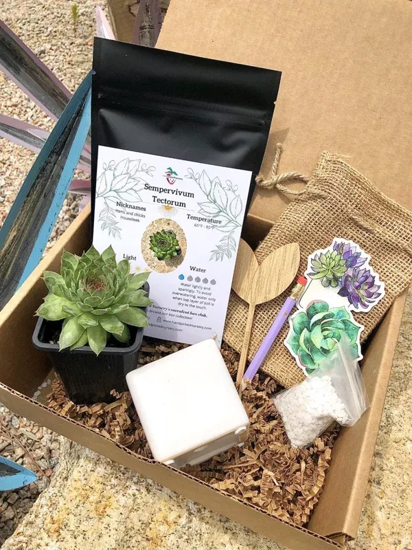 DIY Succulent Gift Kit – Live Plant with Pot, Soil & Care Card – Aloe, Cacti, Succulent, String Plant Options