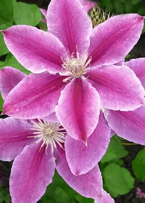 Doctor Ruppel Clematis