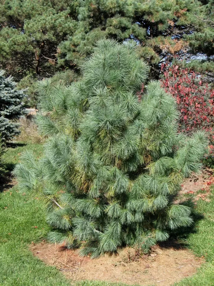 Domingo Pine