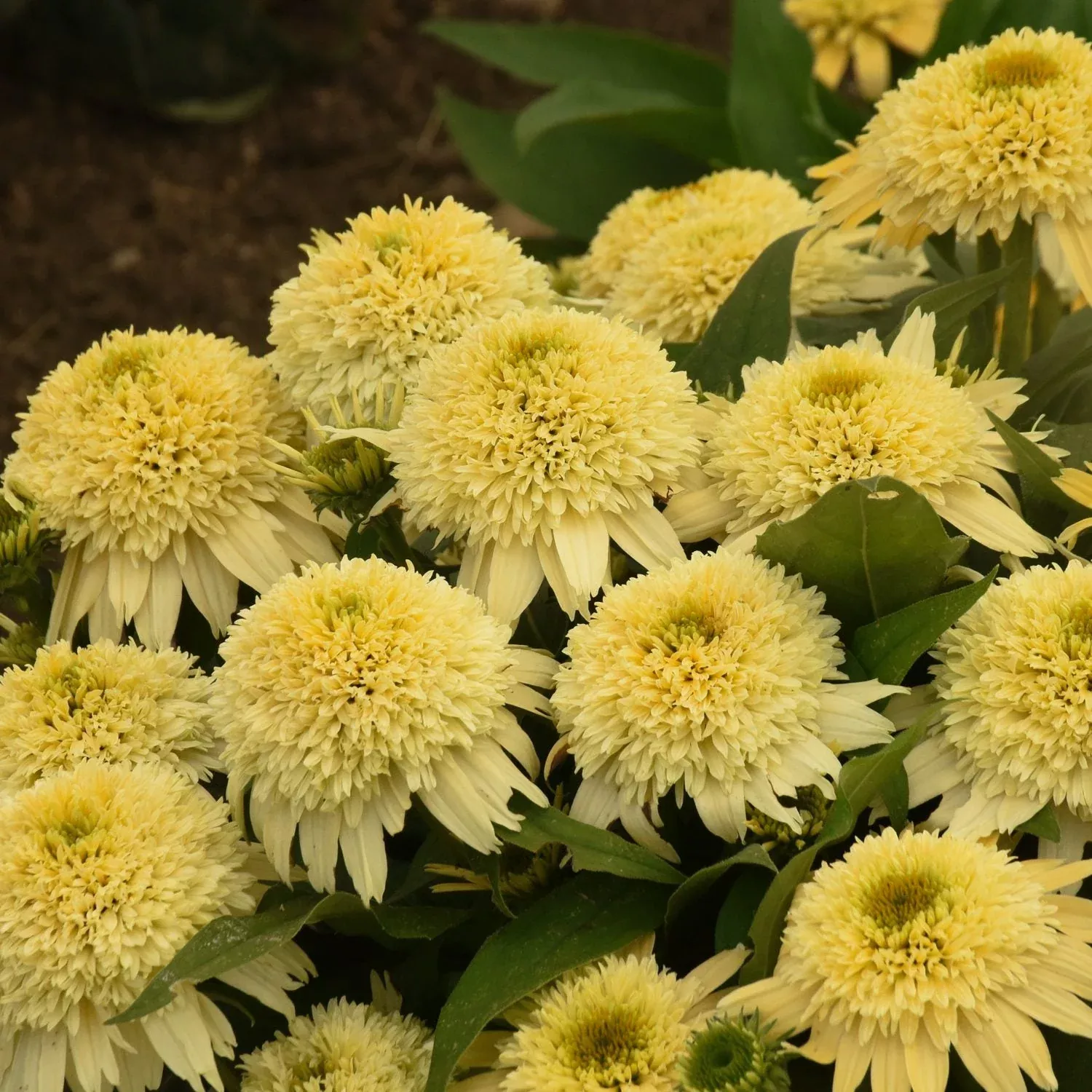 Double Coded 'Butter Pecan' Coneflower (Echinacea)