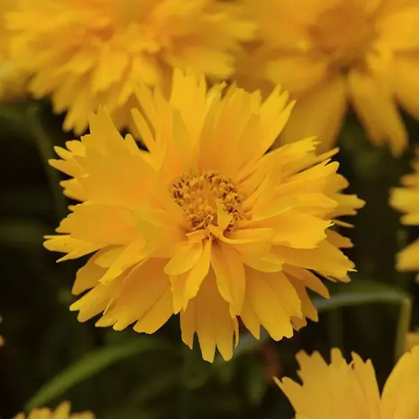Double The Sun Coreopsis
