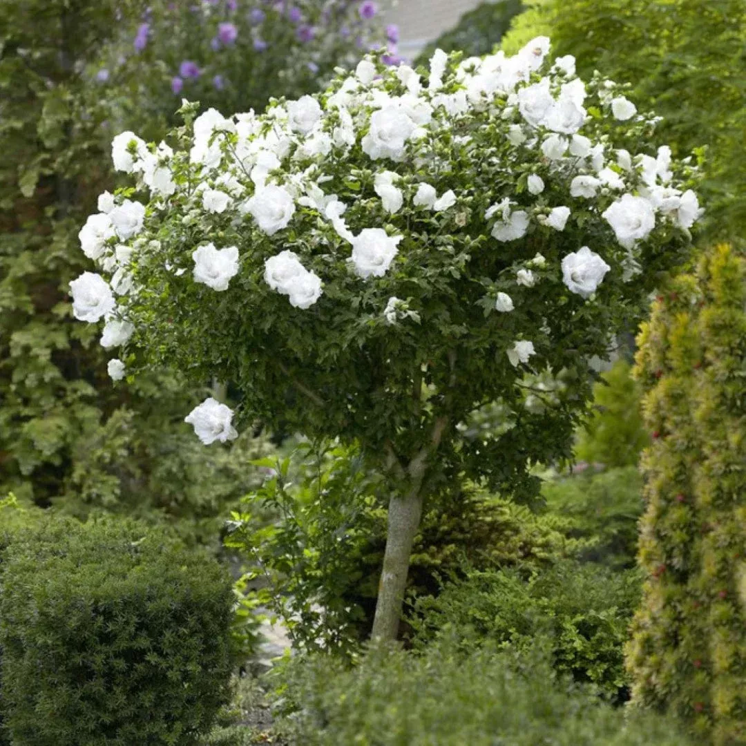 Double White Althea Rose of Sharon Tree | Pixies Gardens