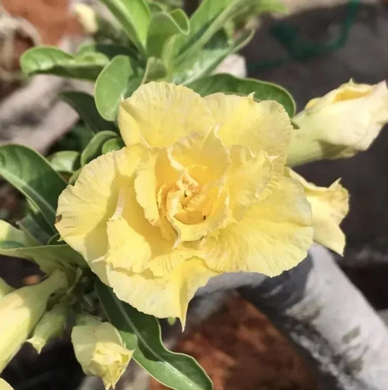 Double Yellow Desert Rose Live Plant – Adenium Obesum Starter – 4-6″ Tall – Healthy Root