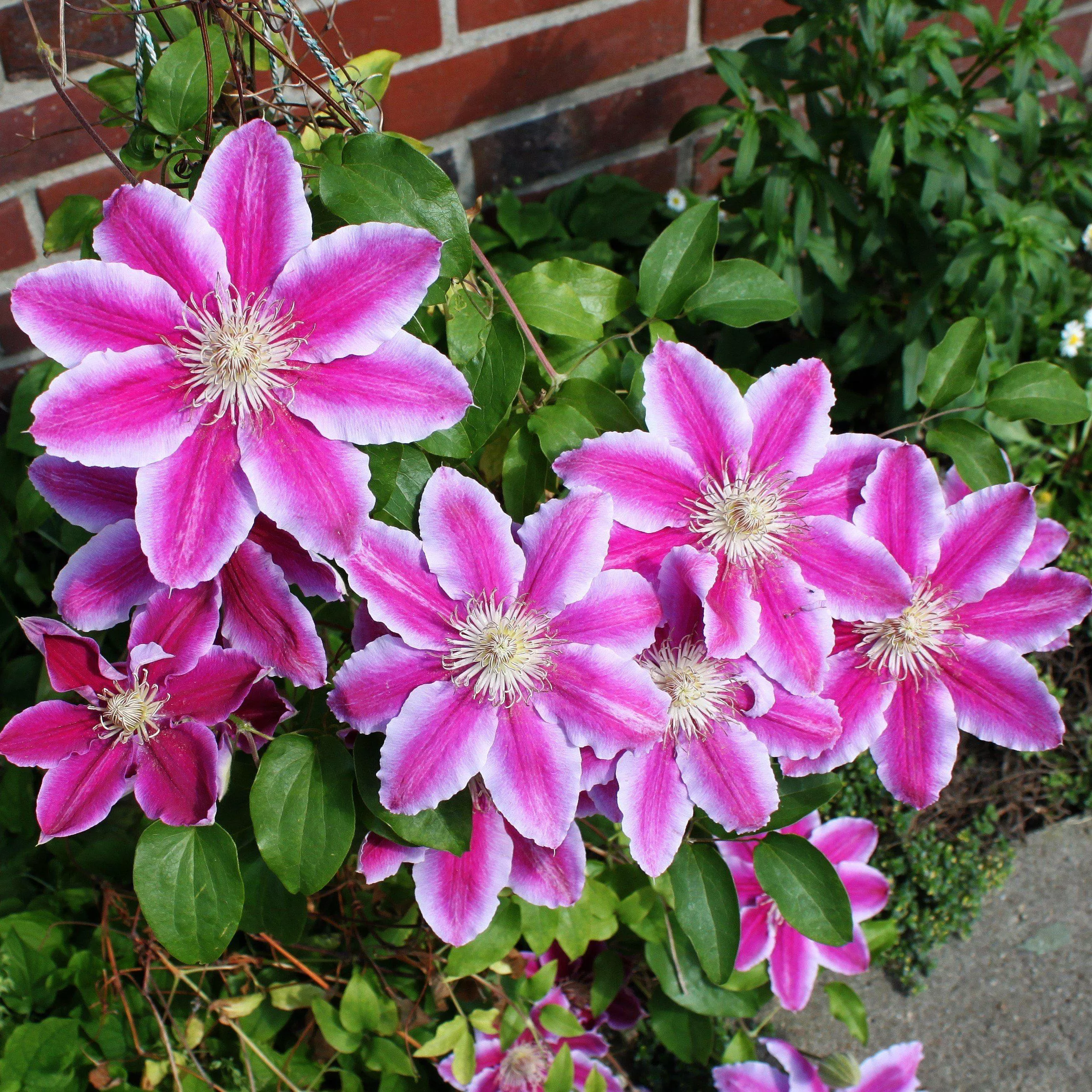 'Dr. Ruppel' Clematis