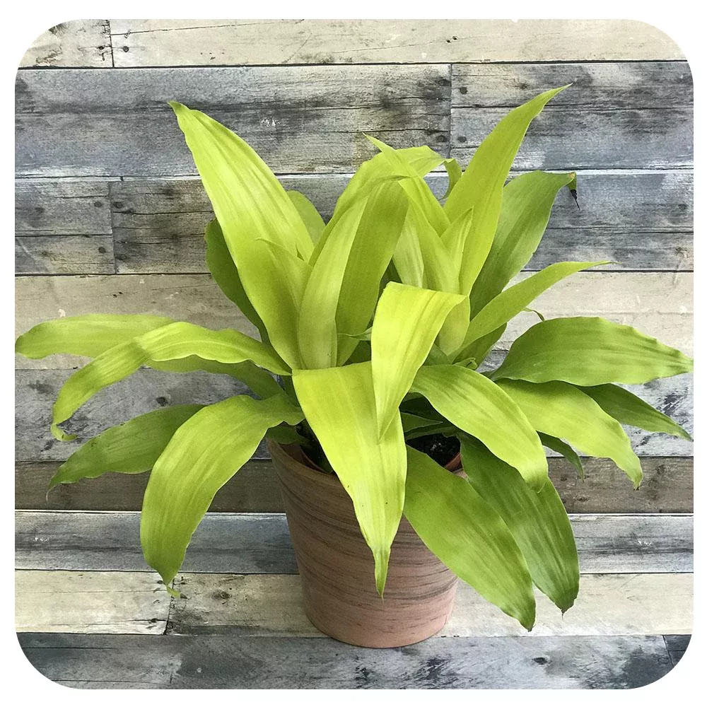 Dracaena Limelight