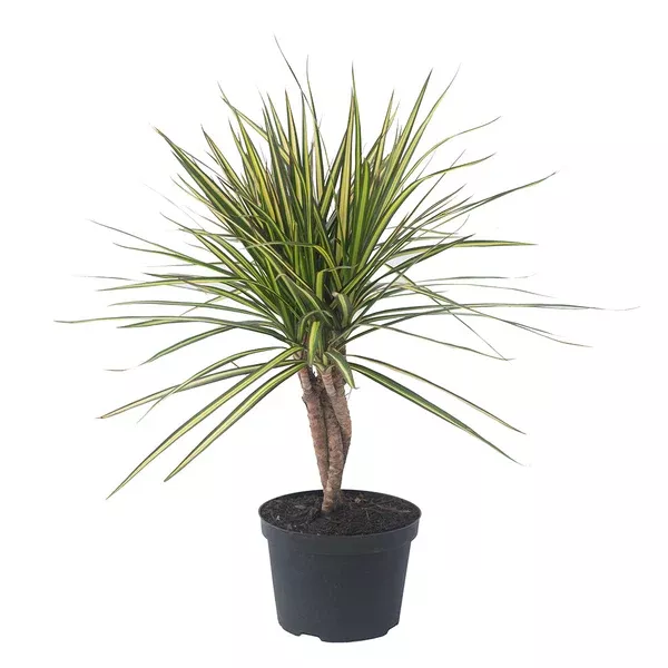 Dracaena marginata 'Kiwi' (Braid) 6"