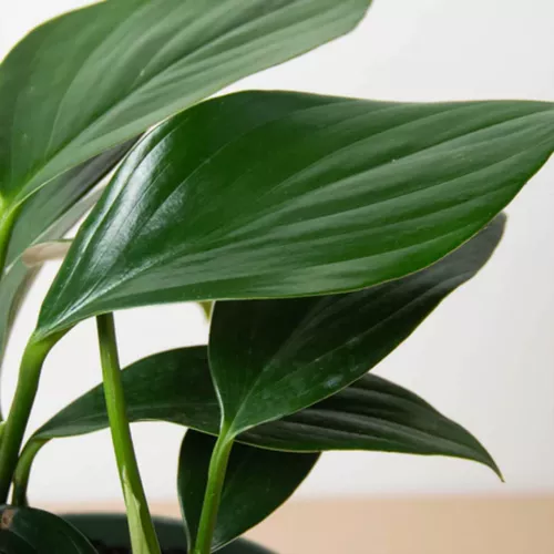 Dragon Tail Philodendron