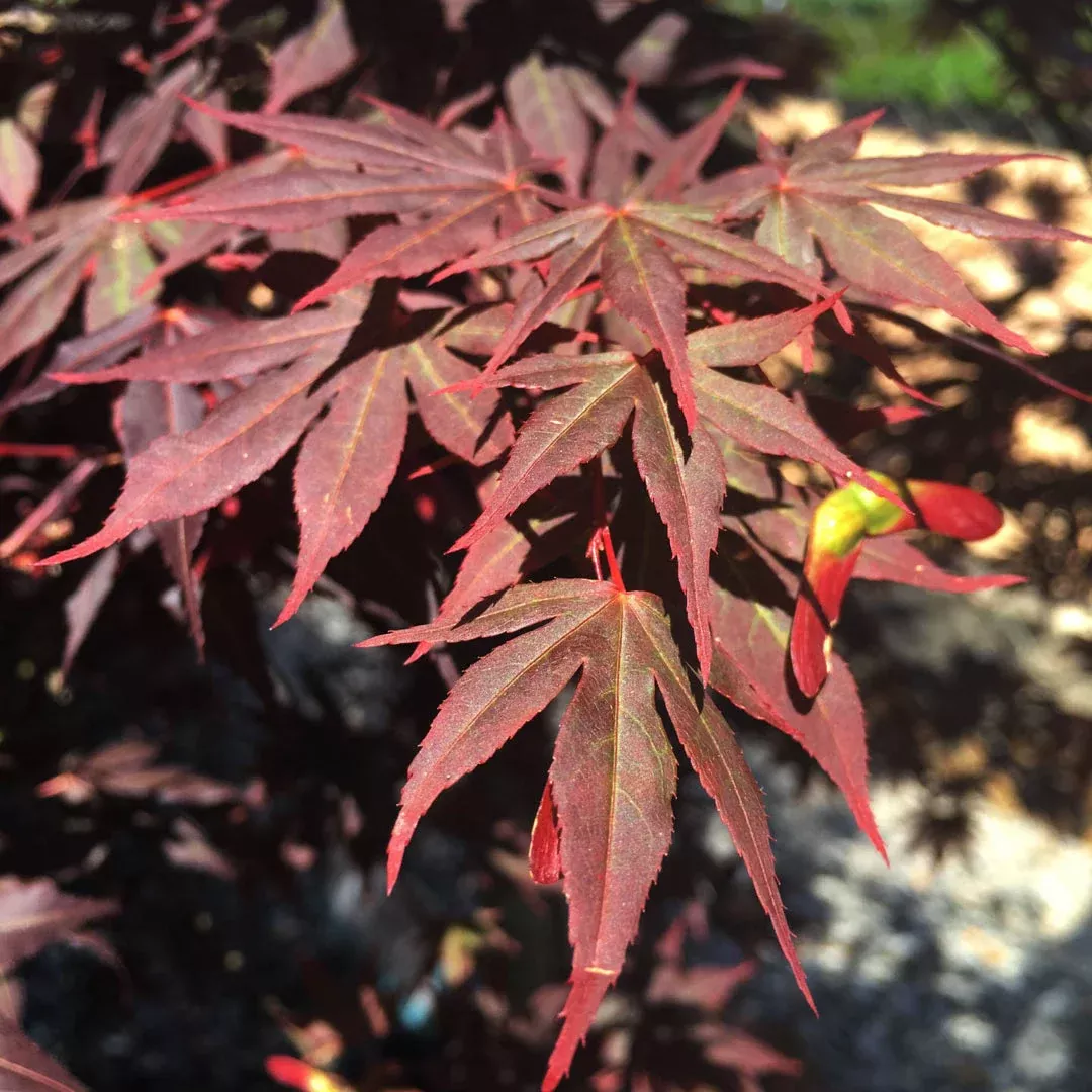 Dragon Tears Japanese Maple | Pixies Gardens
