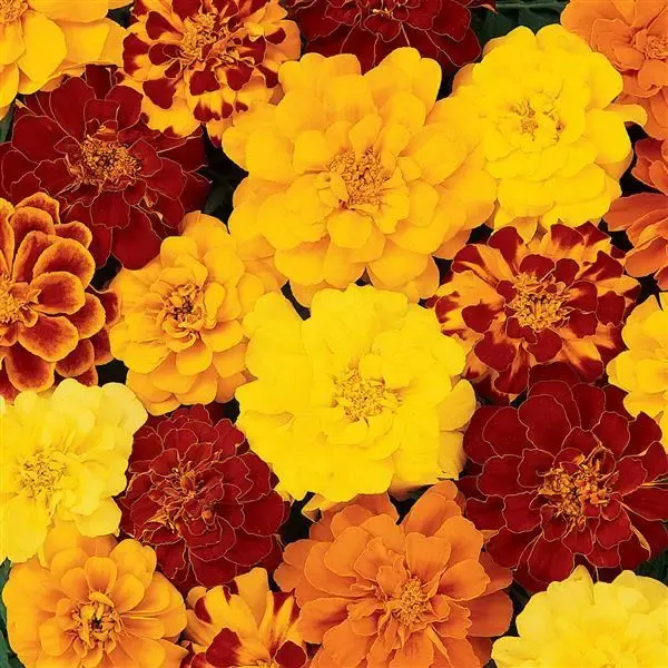 Durango Outback Mix Marigold