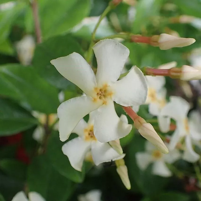 Dwarf Asiatic Jasmine