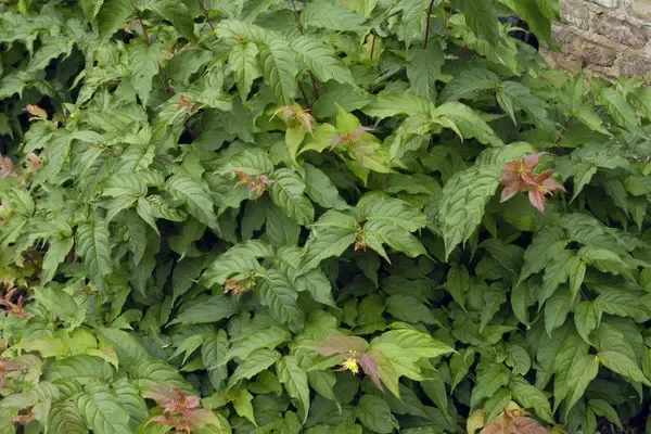 Dwarf Bush-Honeysuckle