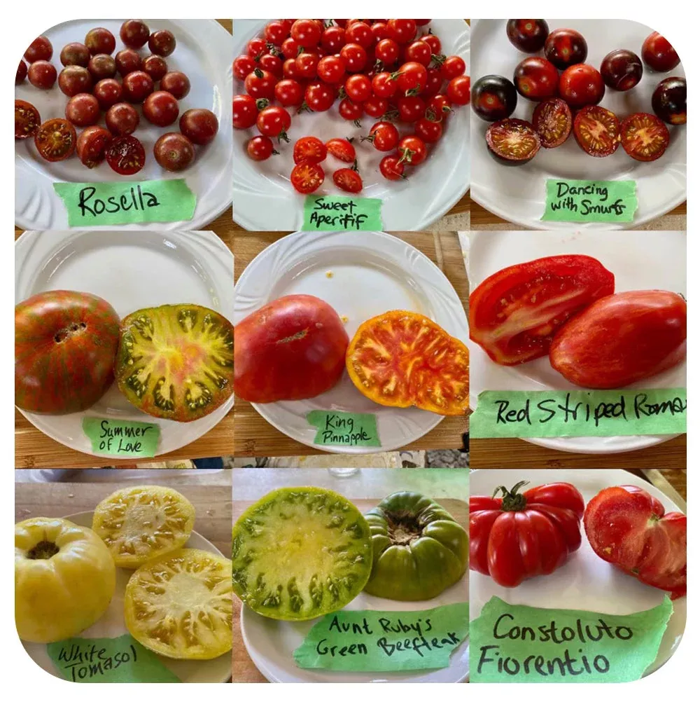 Dwarf Caitydid Tomato(Vicki's Veggies Heirloom Organic)