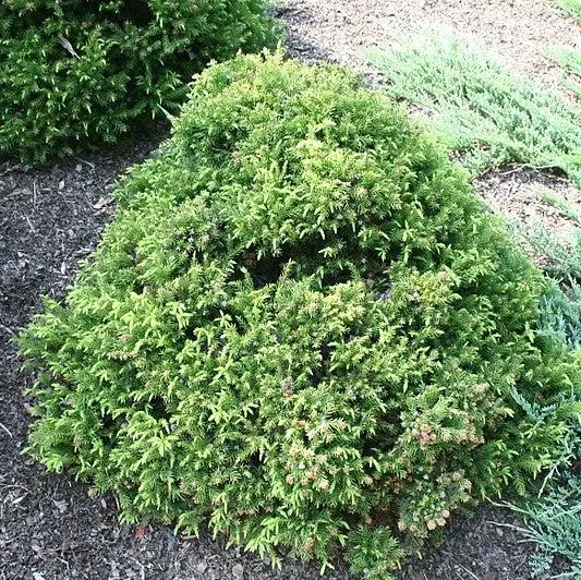 Dwarf Elegans Japanese Cedar