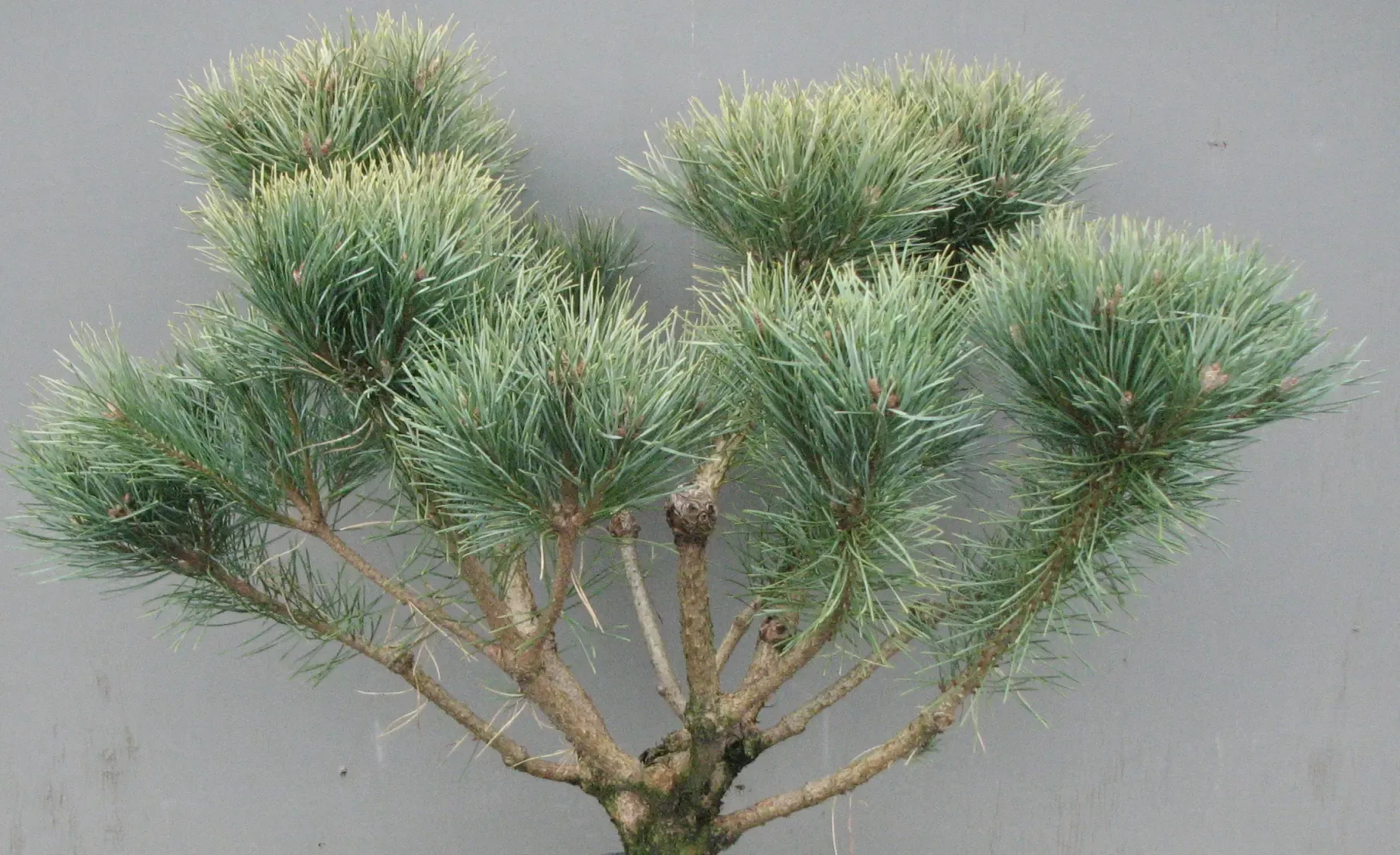 Dwarf Scotch Pine