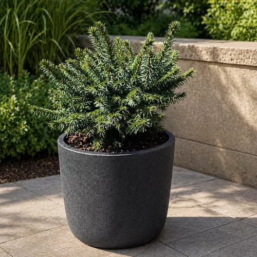 Dwarf Serbian Spruce