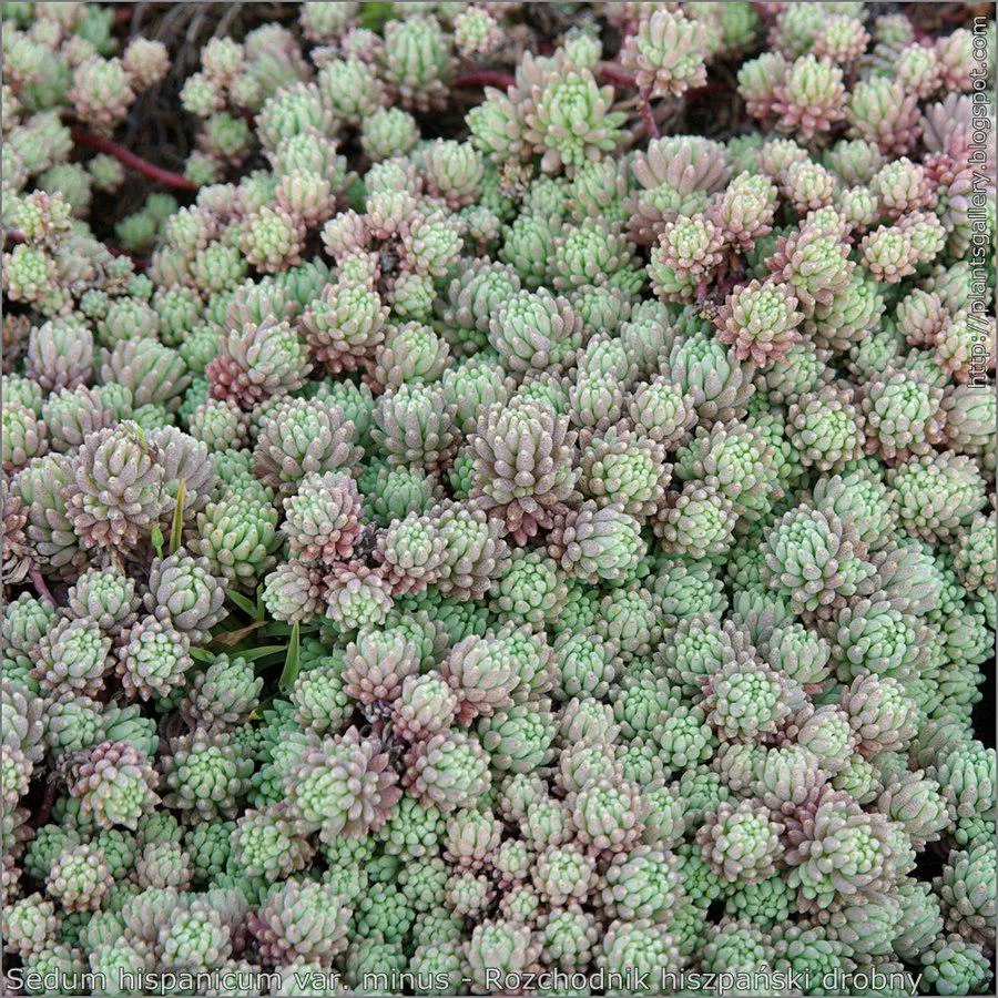 Dwarf Spanish Stonecrop