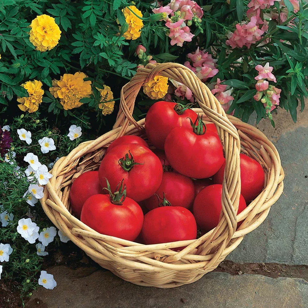 Early Girl Tomato