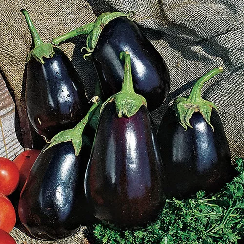 Early Midnight Eggplant