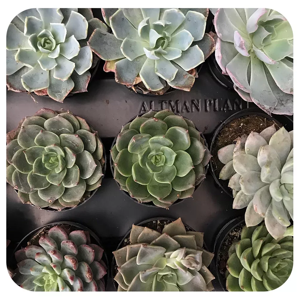 Echeveria - Assorted 2.5" (CA)