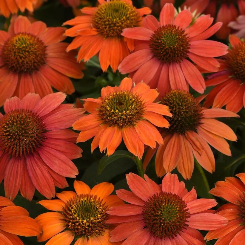 Echinacea Artisan 'Red Ombre'