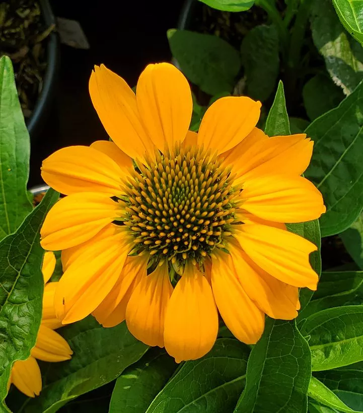 Echinacea Artisan™ 'Yellow Ombre'
