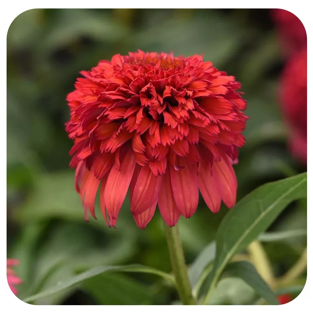 Echinacea Double Scoop™ 'Raspberry Deluxe'