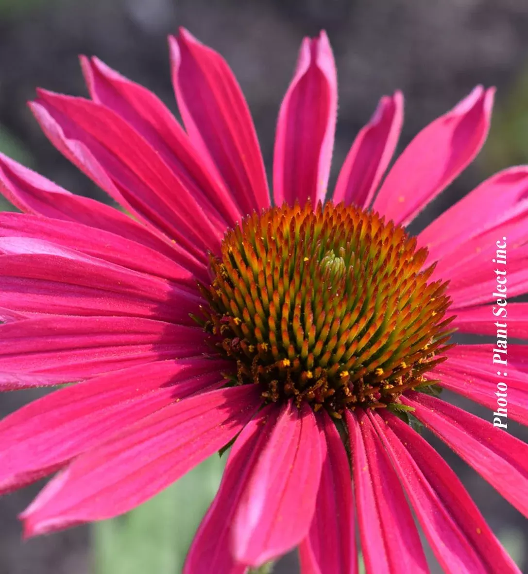 Echinacea Kismet 'Raspberry'