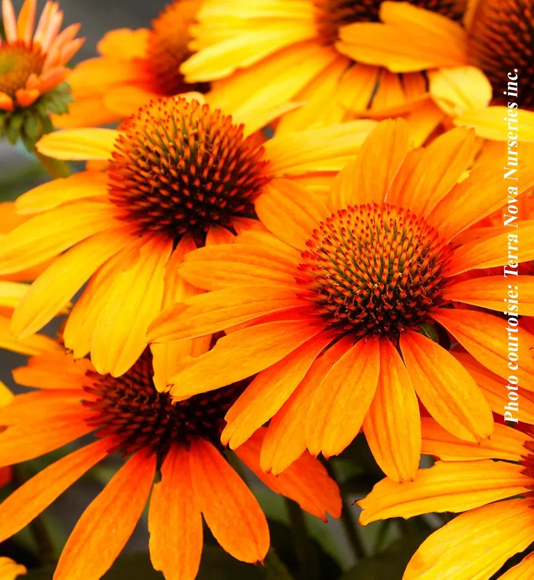 Echinacea Prima™ 'Saffron'
