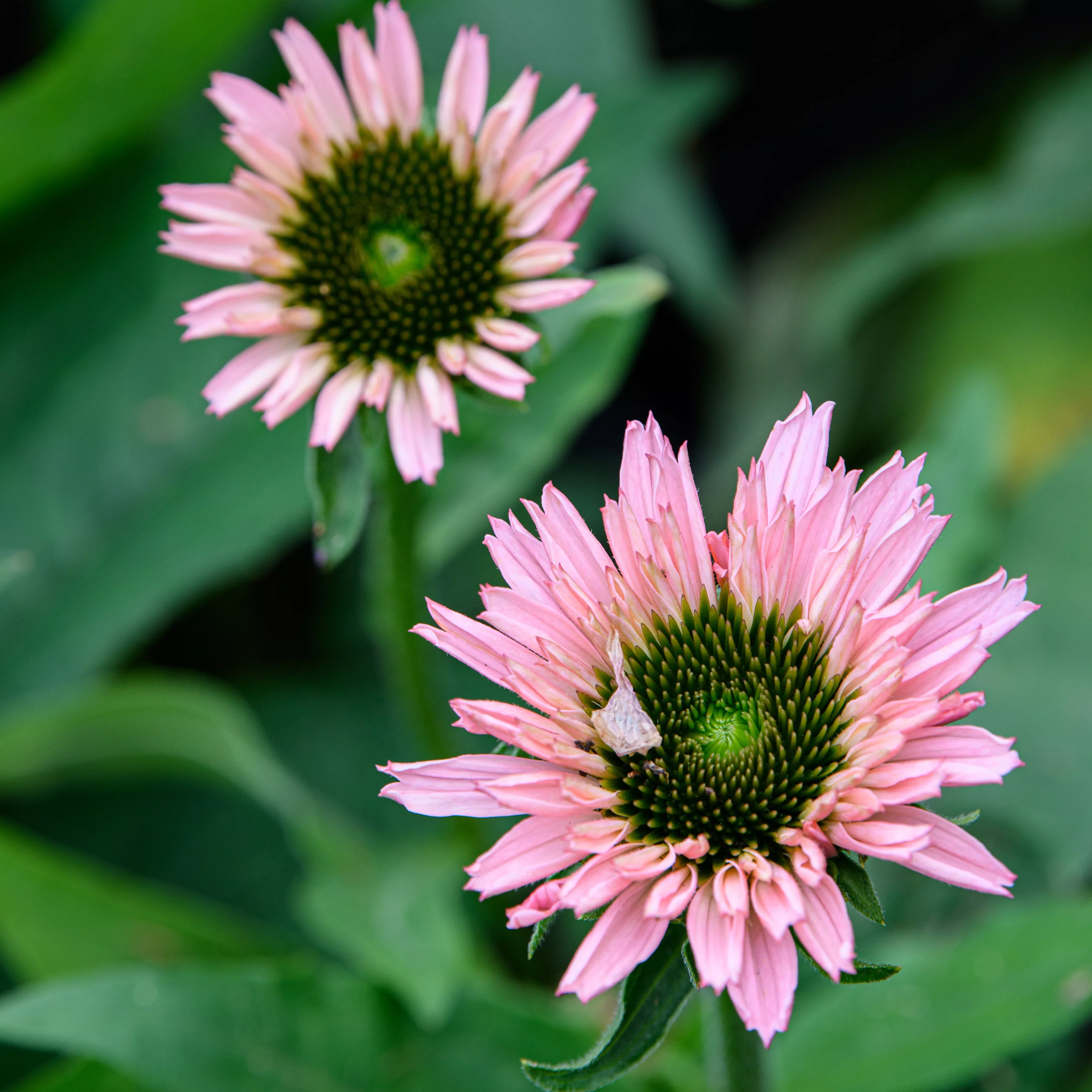 Echinacea purpurea 'SunSeekers Salmon' (Coneflower)