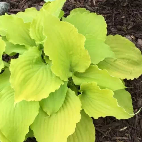 Effervescence Hosta