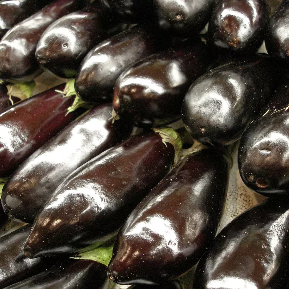 Eggplant 'Black Beauty' (Organic)