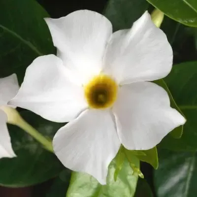 Elegant White Dipladenia