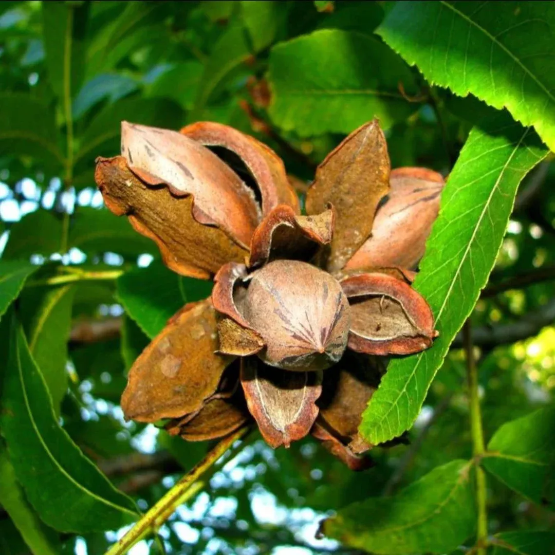 Ellis Pecan Tree