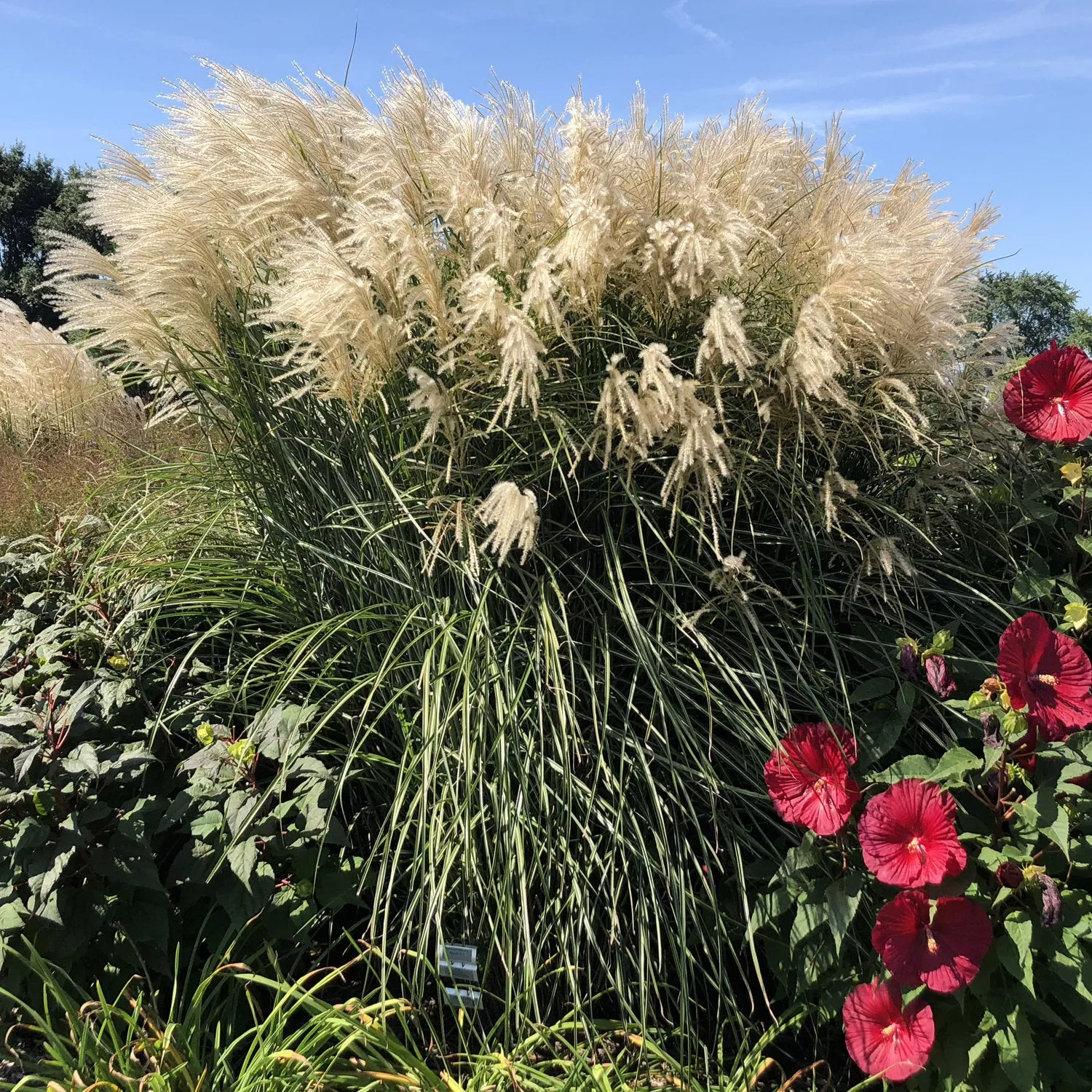 'Encore' Maiden Grass (Miscanthus)