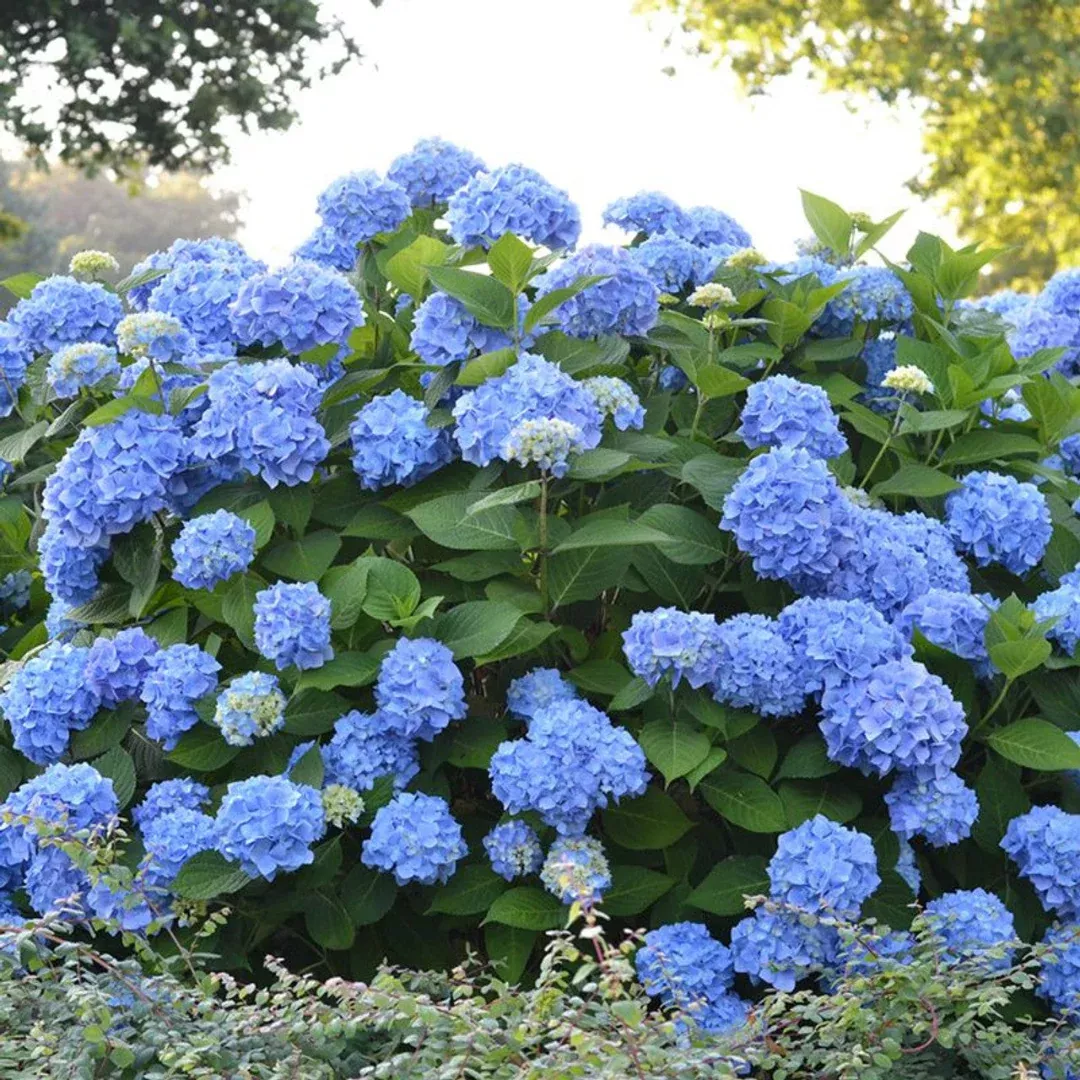 End Less Summer The Original Reblooming Hydrangea