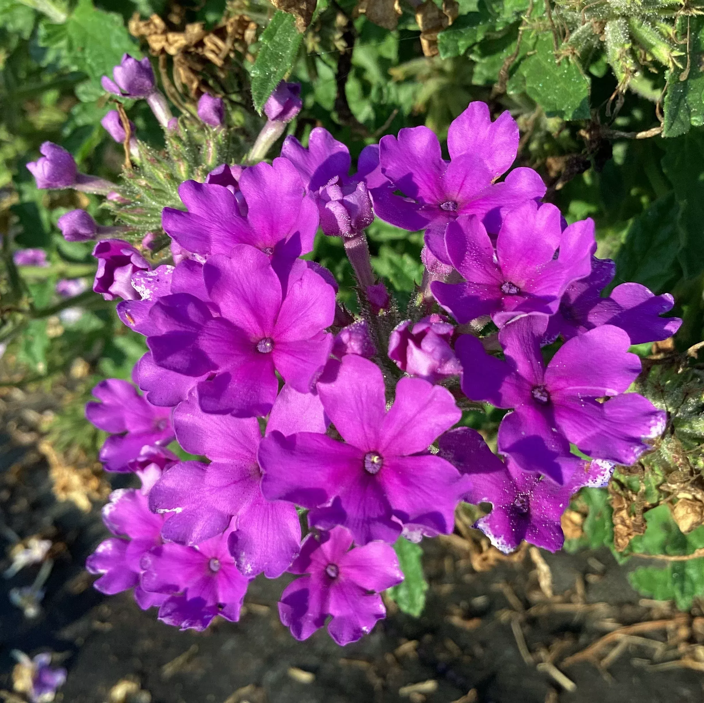 EnduraScape™ Blue Verbena