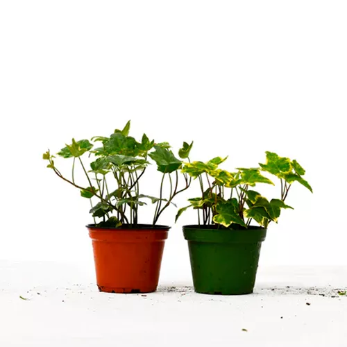 English Ivy Variety Pack