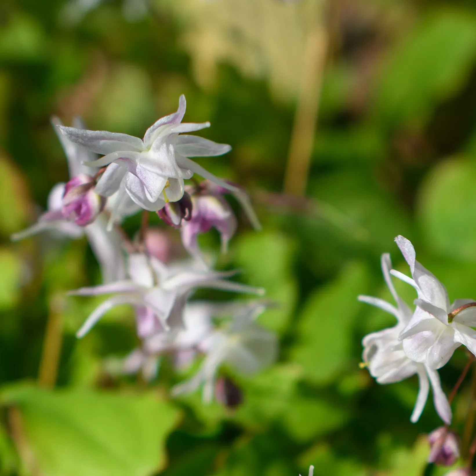 Epimedium 'Akebono' (Barrenwort)