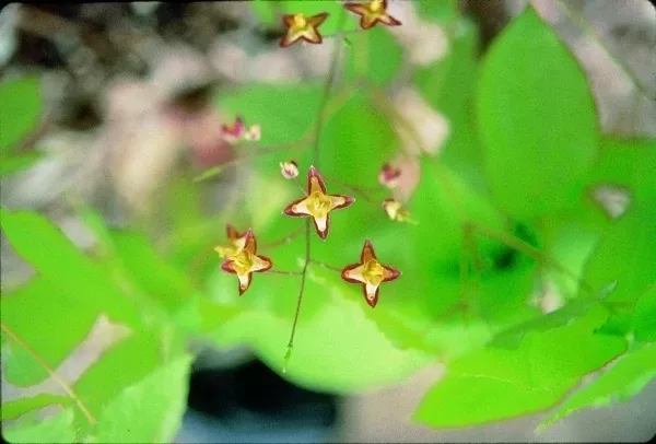 Epimedium alpinum 'Shrimp Girl'