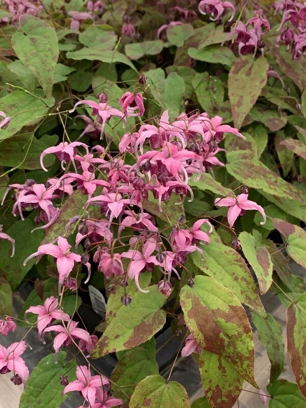 Epimedium 'Crime Scene'
