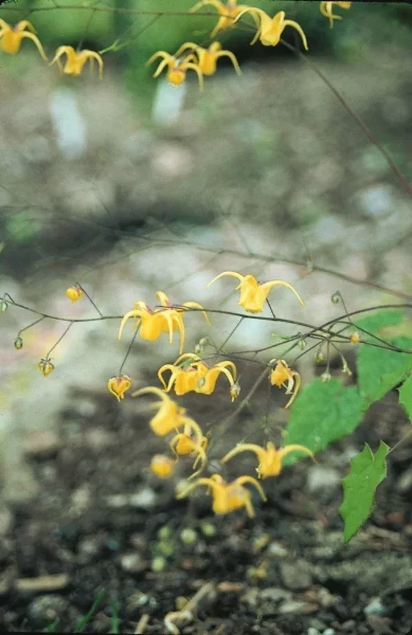 Epimedium davidii
