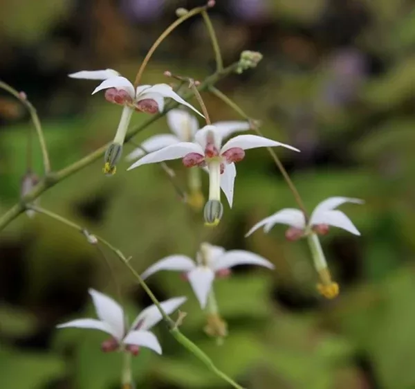 Epimedium dewuense