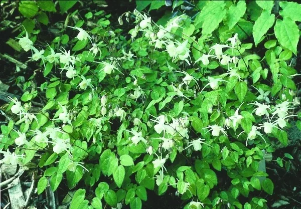 Epimedium grandiflorum 'Nanum'